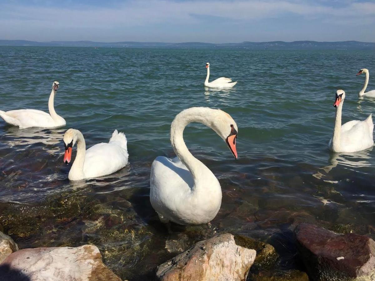 Ferienwohnung Zawia Apartman Balatonföldvár Exterior foto